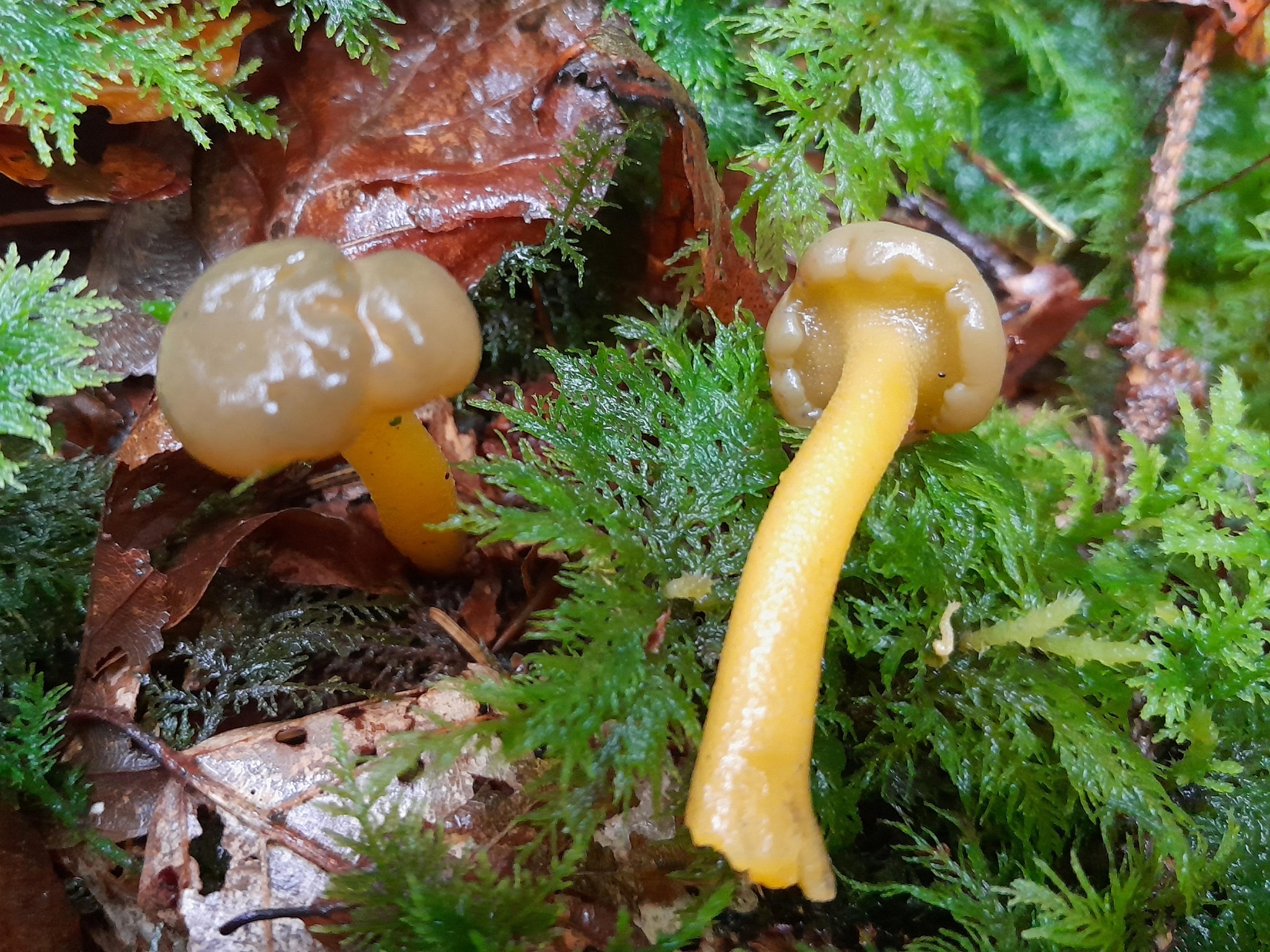 Gemeines Gallertkäppchen
